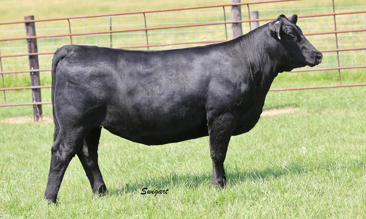 Lot #11 - Teasdale Natalie 4214 T851