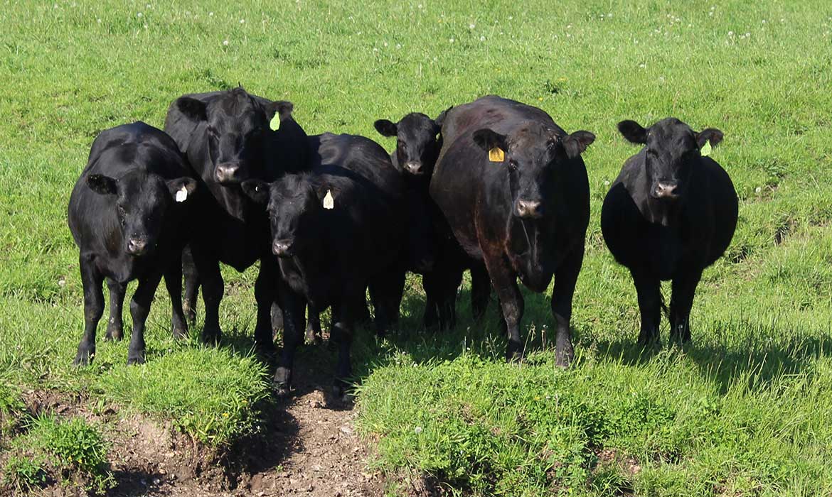 Teasdale Angus Pasture