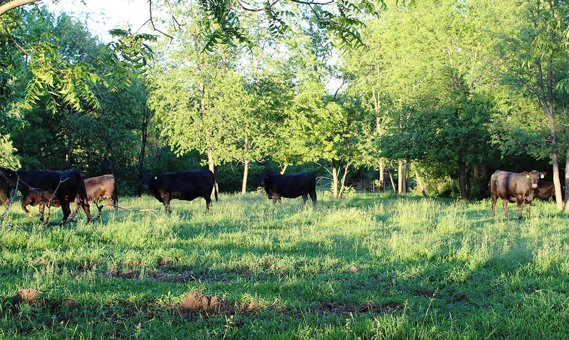 Angus Herd